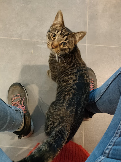 Croquettes & Vadrouilles | Pet-Sitter Éthique Et Bienveillante Gardien D'animaux à Tourcoing