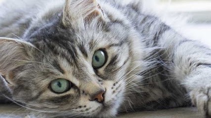 Aux4pattes-redon, Gardien d'Animaux / Petsitter à Redon