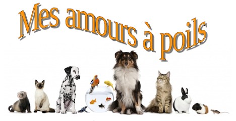 Mes amours à poils, Gardien d'Animaux / Petsitter à Argenton-Notre-Dame