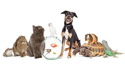 Cécilia Pet'sitter, Animalerie à Marcillé-Raoul