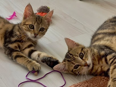 Les Cath Pattes - Services pour animaux de compagnie, Gardien d'Animaux / Petsitter à Houilles