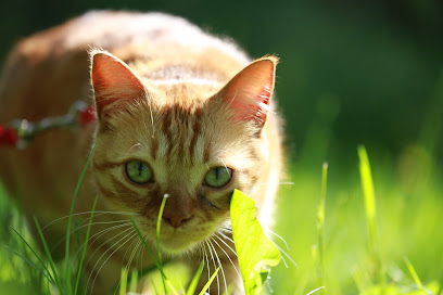 Pauline Pet Sitting, Gardien D'animaux à Saint-Just