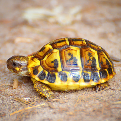 Elevage De Tortues De Terre Tortues D'hermann, Animalerie à Arronville