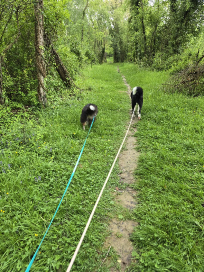 Cél'in House Pet Sitter Pension Pour Animaux à Lourdes