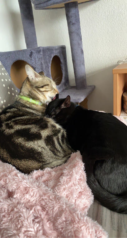 Paws & Co - Petsitteur Gardien D'animaux à Saint-Jean-de-Védas